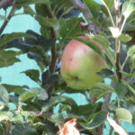 IMG_0192